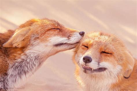狐狸的愛情